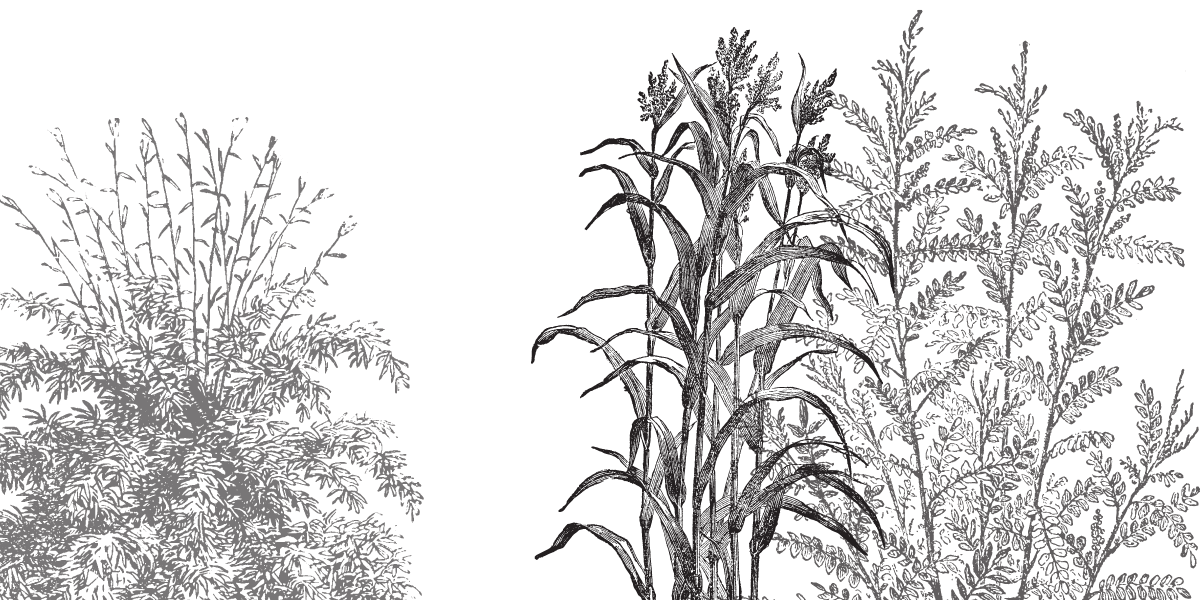 Sugar Cane Cover